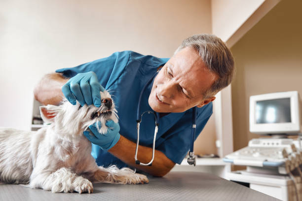 Best Emergency Broken Tooth Repair in Fordoche, LA